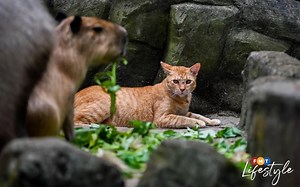 Meet Oyen, Zoo Negara’s famed capybara cat