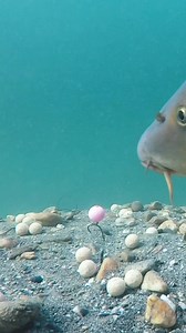 #carp #fishing #underwater | Underfishing