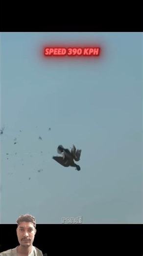 human speed vs peregrine falcon#animals#falcon#shorts#edit#viralshorts