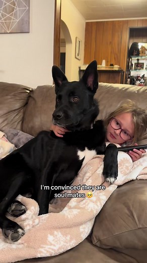 She has found her soul dog 🩷 #lovethem #redcuedog #souldog #heartdog #love #wholesome #sosweet #wholesomecontent #dogsoftiktok #kidsoftiktok #fyp #foryoupage