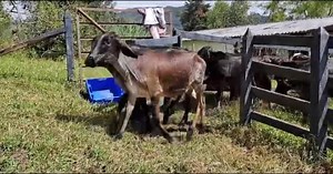 17 reactions | 19 hembras de levante F1 #gyrolandas, hijas de vacas Holstein de alta producción con toros gyr seleccionados por genética ( inseminácion). Promedio peso 170 kilos. Ubicadas en La Ceja Antioquia. Información WhatsApp. wa.me/573208487321 | Rehagronegocios Agromarketing | Facebook
