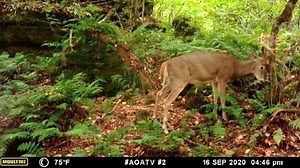It's that magic time of year again. #MoultrieCam #WorkHardHuntSmart #GameCam #WhitetailHunting #WhitetailSeason 📷:: @austinsoatv | Moultrie Products