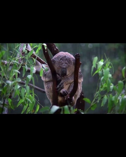 Cute wet Koala Bear in heavy rain. #koala #koalas #wild #wildlife #wildlifephotography #bears #bear