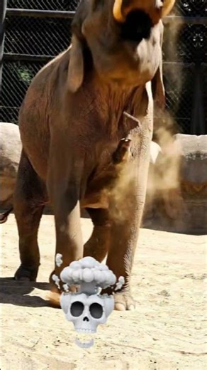 MOUSE VS ELEPHANT… INSANE REACTION 💀 PHONK #animals #elephant #zoo