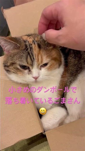 ダンボール📦 #cat #三毛猫 #猫のいる暮らし #かわいい猫 #ねこ #cute