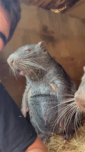 Os vídeos de Tiago Jácomo (@tiago_jacomo_iop) com som original - Tiago Jácomo