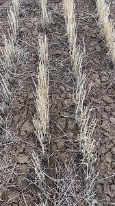 99 reactions · 8 comments | Hot damn! Big ol bucket list check tonight! White tailed jack rabbit in his winter coat. I have never seen one before. They are nocturnal and super skittish! #whitetailedjackrabbit #jackrabbit #utahwildlife | Jami Bollschweiler | Facebook