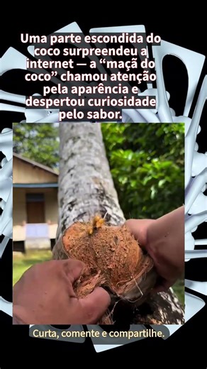 Pouca gente conhece, mas essa parte do coco é considerada uma iguaria
