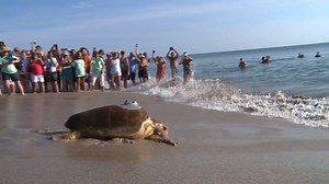 64K views · 294 shares | Why does it matter which license plate you...