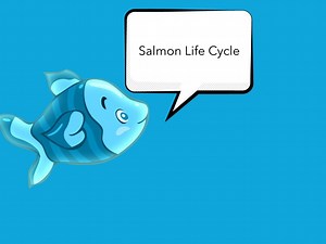 Salmon Life Cycle