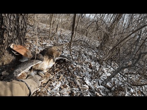 This Hawk Caught My Dinner! (Falconry Catch & Cook)