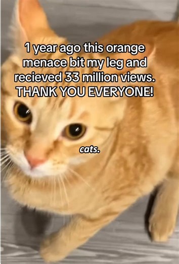 Hilarious Cat Reactions Upon Arrival Home