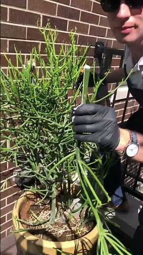 Chop & Propagate Pencil Cactus 🌵 | Easy Pruning Guide