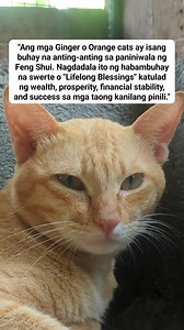 Sa Feng Shui, ang kulay ng isang hayop ay may mahalagang papel sa enerhiya na kanilang dinadala, at ang ginger o orange na kulay ng pusa ay kaugnay ng elementong apoy (fire element), na sumisimbolo sa sigla, tagumpay, at kasaganaan. Dahil dito, ang presensiya ng isang ginger cat sa tahanan ay itinuturing na isang napakalakas na tagapagdala ng positibong chi o enerhiya, na nakatutulong upang akitin ang yaman, katiwasayan sa pananalapi, at tagumpay sa iba't ibang aspeto ng buhay. Hindi rin basta-b
