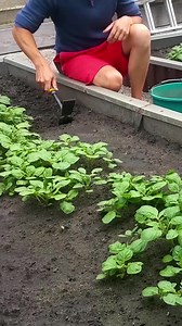 8.8K views · 136 reactions | Bad harvest! What did I do wrong? | Harvest Garden | Facebook