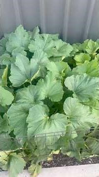 Week 8 Garden Update 🌱 Tomatoes, Capsicum & Zucchini | Pruning, Feeding & Vertical Growing