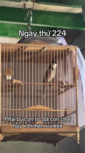 Chim cò mùa này ae ổn không v #tiktok #chàomao #chimcanh