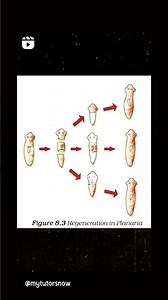 Important Diagrams ll 'How do organism reproduce? ll class 10th ll Biology ll Science ll