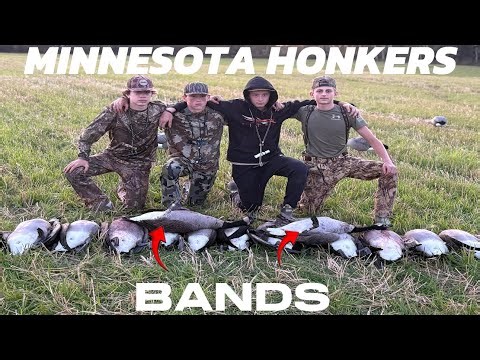 Crazy Minnesota Goose hunt! (Multiple BANDS)