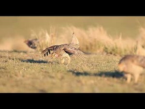 Lekking Sharp-tailed Grouse in Southern British Columbia