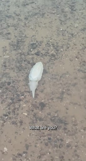 Discovering the True Form of Cuddlefish