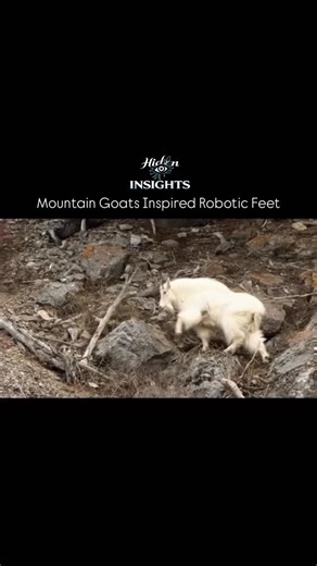 Hidden Insights on Instagram: "Inspired by the mountain goat’s ability to scale near-vertical cliffs, researchers are developing robotic feet that use “mechanical intelligence” to grip steep, uneven terrain without complex software. Key Biomimetic Features Cloven Structure: Like a real goat’s hoof, these robotic feet have two independent toes that can splay apart or pinch features like narrow ledges. Dual-Material Composition: The designs use a hard outer shell (often Shore A 80 polyurethane) fo