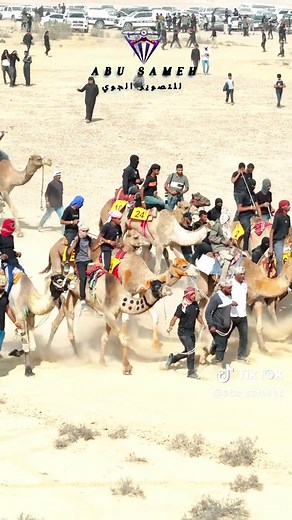 Traditional Bedouin Dance Performance in the Negev Desert