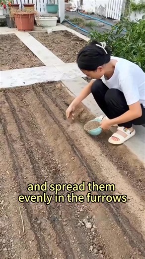 10K views · 150 reactions | High-Yield Carrot Cultivation Techniques#garlic #planttips #gardeningtips #vegetablegardening #agriculture | Agriculture 12.7 | Facebook