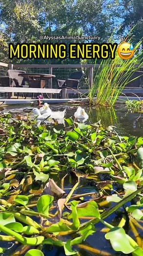 If you listen closely you’ll hear the howling of the farm dogs😌so peaceful🧘‍♀️ #animallover #animalsoftiktok #animals