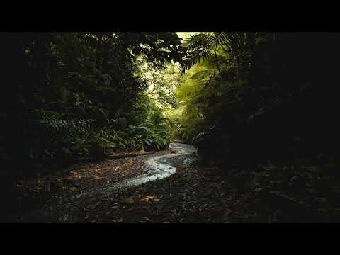 Puerto Rico Nature Sounds Coquí & Stream ambiente puerto rico