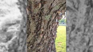 Video shows Brood X cicadas taking over tree in Pennsylvania park