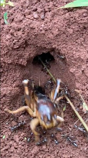 IQ cricket insect VS Alien fire ants