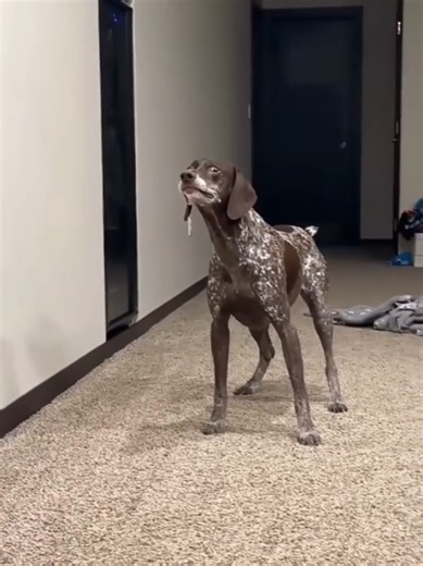 Hilarious Dog Prank That Will Make You Laugh Hard!