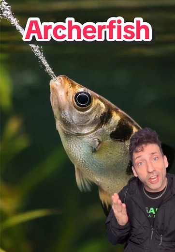 Archerfish: The Most Accurate Projectile Creature on Earth?