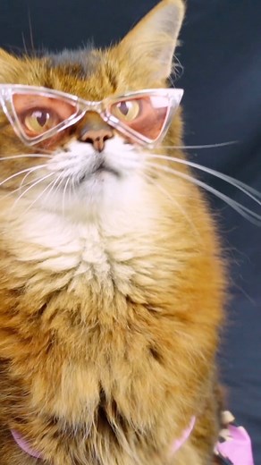 2.2K views · 324 reactions | Have you seen my video yet where I model my latest Paris Hilton pet dress? If not, you can find the full video here - https://www.sparklecat.com/weird-cat-videos/my-leopard-print-paris-hilton-pet-dress-on-video @topfans #catdress #catvideos | Sparklecat.com featuring Summer | Facebook