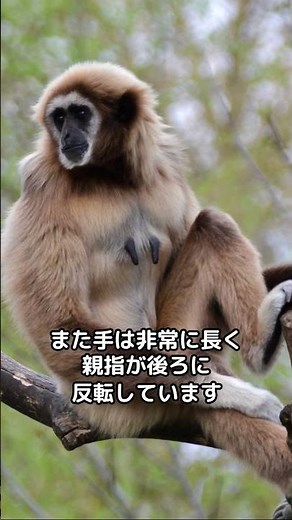 驚きの生態！テナガザルの魅力を徹底解剖