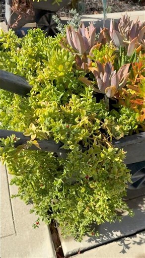 Wheelbarrow garden #succulent #landscape #wheelbarrow garden