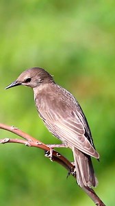 Epic European Starling Murmuration! 🌟✨ #EuropeanStarling #BirdWatchingThe European Starling is a medium-sized bird with striking iridescent plumage that shimmers in shades of green and purple. Native to Europe and western Asia, these birds have been introduced to other parts of the world, including North America, where they have thrived. Known for their loud, varied calls and impressive ability to mimic other sounds, European Starlings are also famous for their murmurations—large, synchronized 