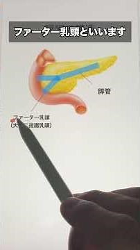 #解剖学 膵臓の構造