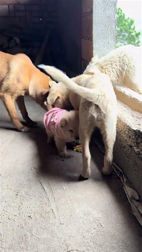 Why does it look so much like my daughter? 😂#IntelligentDog #CutePuppy #MostBeautifulDogInTheVillage