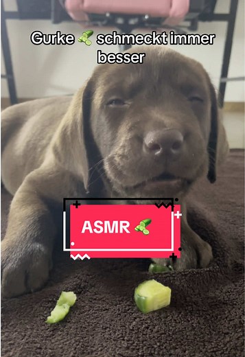 Was sollen wir als Nächstes testen? #asmr #puppy #labrador #cute