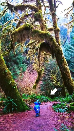 The Hall of Mosses in Hoh Rainforest, Olympic National Park, is the wettest forest in the contiguous United States. It receives over 13 feet of rain per year. Some of the trees that live here are over 1,000 years old and tower over 300 feet tall. The best time to walk the Hall of Mosses Trail is between November and April, during the wet seasons. | Unsolved Mysteries & Paranormal Activities