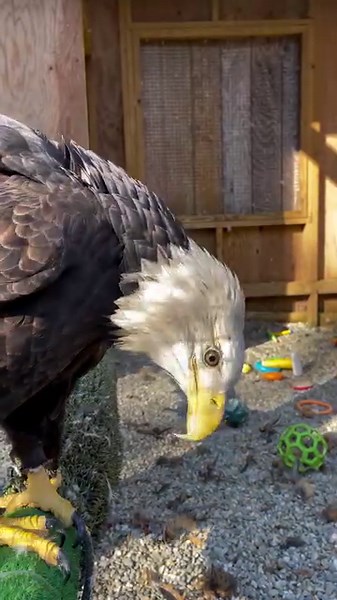 48K views · 3.8K reactions | To all the spammers trying to ILLEGALLY sell sweatshirts with our logo…PLEASE STOP! If you don’t want to listen to us, listen to the angry eagle! Sorry to all our friends and followers that are getting tagged. We are doing our best to block them as soon as we see them, but the spammers are busy busy today! | Christine's Critters Inc. | Facebook