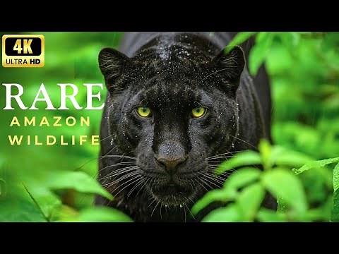 Wildlife of the Amazon Jungle 4K Rare Animals of the Rainforest