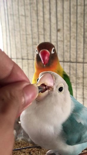 Adorable African Lovebird - Perfect Pet for Bird Lovers