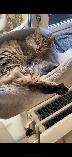 145K views · 6.2K reactions | She is so fluffy #cats | Beautiful cats | Facebook