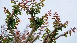 Lagerstroemia indica tree, commonly known as a crape myrtle (also crepe myrtle, crepe myrtle, or crepeflower. Rovinj, Croatia - May 31, 2024 Stock Video