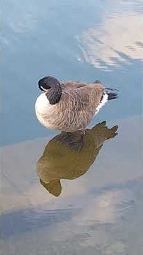 Why you should never trust a goose #goose #lake #wildlife #birds