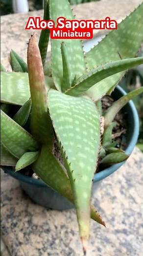 Aloe Maculata #aloevera #suculentas #plantas #succulent #jardim #plants #suculenta #garden #flores