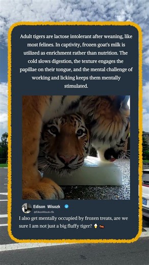 Why Massive Tigers Eat FROZEN Goat Milk! 🐅🍦 #Nature #Amazing #Wildlife